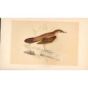  SaviS Warbler British Birds 1St Ed Morris 1851