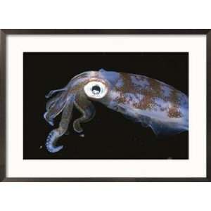 Caribbean Reef Squid Swims Through Inky Black Water Animals Framed 