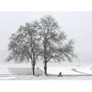  Cyclist Passes a Tree Covered with Snow, Southern Germany 