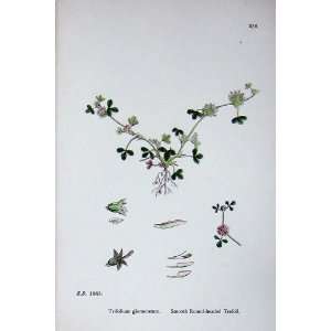   Botany Plants C1902 Smooth Round Headed Trefoil Colour: Home & Kitchen