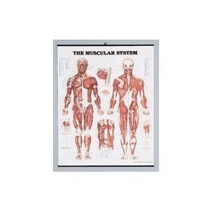  Muscular System Poster, 20 x 26 Health & Personal Care