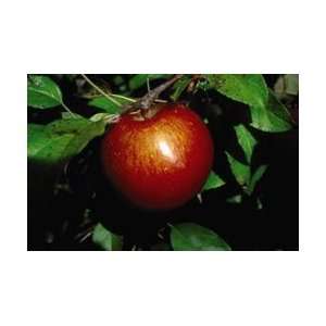  Haralson Apple Tree Patio, Lawn & Garden