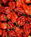 Jamaican Hot Yellow Scotch Bonnet Pepper 4 Plants  