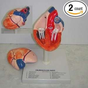 Human Heart   Anatomical Model:  Industrial & Scientific