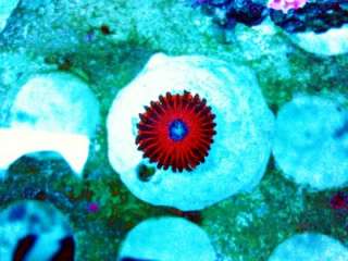   JASON FOX CRAZY LADY PALYS ZOA ZOANTHIDS WYSIWYG 1 POLYP FRAG  