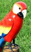 PARROT MACAW TROPICAL HAND CARVED WOOD BIRD LIFE LIKE BIRD SCULPTURE 