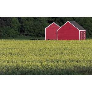  Red Barns: Home & Kitchen