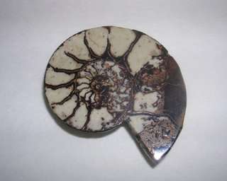 BEAUTIFUL Cut Polished AMMONITE Snail Fossil MAKE INTO JEWELRY   NEEDS 