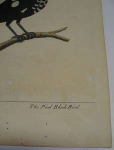Eleazar Albin H/C Bird Engraving Pied Black Bird 1731  