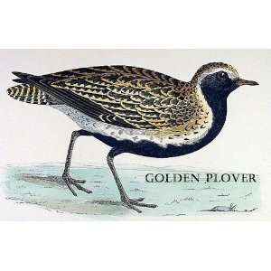  Birds Golden Plover Sheet of 21 Personalised Glossy 