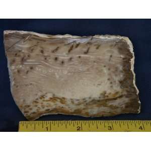   Very Rare Louisiana Petrified Palm Wood Slab, 7.24.9: Everything Else