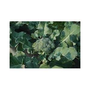  Green Goliath Broccoli Seeds Patio, Lawn & Garden