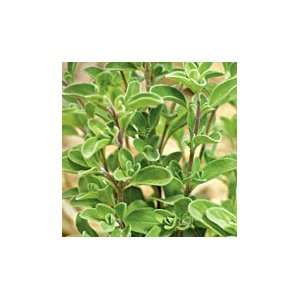  Sweet Marjoram Herb   25 Plants   Aromatic Patio, Lawn 