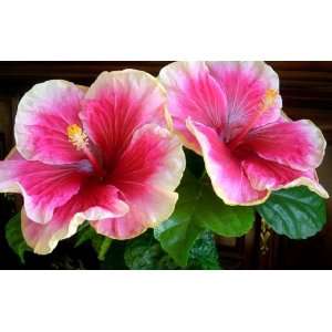  Cindys Heart Hibiscus 30 Seeds Patio, Lawn & Garden