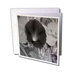   Morning Glory Black And White   Greeting Cards 6 Greeting Cards with