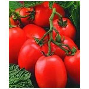  20 Roma Tomato Seed Patio, Lawn & Garden