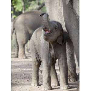 Baby Indian Elephant, Will be Trained to Carry Tourists, Bandhavgarh 