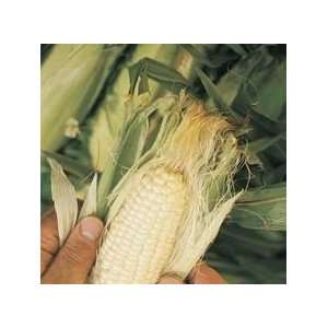  Yellow Hickory King Dent Corn Seeds: Home & Kitchen