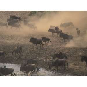  Wildebeest Serengeti Migration, Masai Mara Game Reserve 
