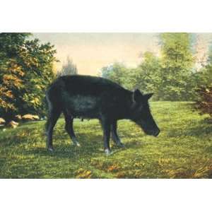  Wild Boar 20x30 poster