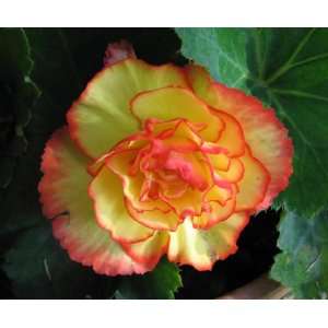  Wild Orchard Begonia Seed Pack Patio, Lawn & Garden