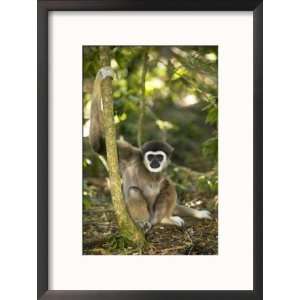  White Handed Gibbon, Gripping Tree, Monkeyland Primate 
