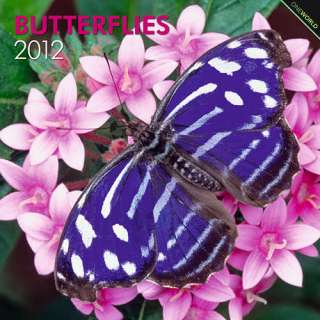 Butterflies 2012 Wall Calendar 9781421675152  