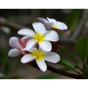  Hawaiian White Plumeria Cutting   ***SPECIAL 2 FOR 1 