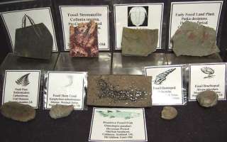 FIRST LIFE PALAEOZOIC FOSSIL COLLECTION.TRILOBITES, FISH, PLANTS 