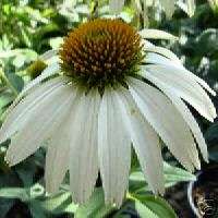 WHITE SWAN GIANT 40+ ECHINACEA/CONE FLOWER FLOWER SEEDS  
