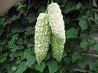 White Bitter Melon Balsampear Seed Pack x10 Seeds