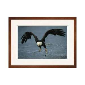   Bald Eagle Aleutian Islands Alaska Framed Giclee Print