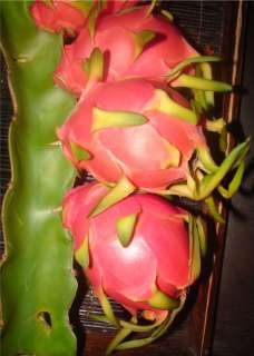 LIVE 100 SEED Viet Jaina WHT DRAGON FRUIT Pitaya Cactus  