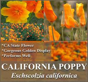2k / Bulk California Poppy Flower Seeds   Orange ~ Eschscholzia 