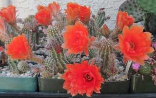 Chamaecereus cv. Giant Peanut Cactus Orange Flowers 65  