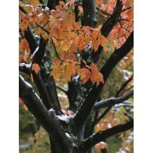  Fall Foliage of Maple Tree after an October Snowstorm 