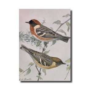  Pair Of Baybreasted Warblers Perched On A Branch Giclee 