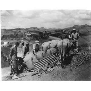  Puerto Rico,Sledging supplies,2 oxen,Victor S. Clark