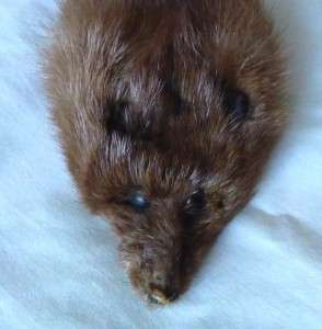 MINK WEASEL  set  3 separate pelts used good condition  
