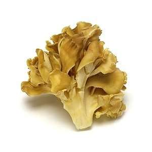 Maitake Mushroom Botanical Extract 8 Oz  Grocery & Gourmet 