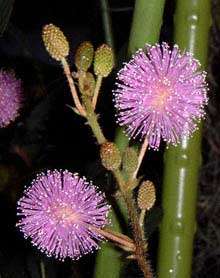 Mimosa pudica   Sensitive plant   20 seeds  