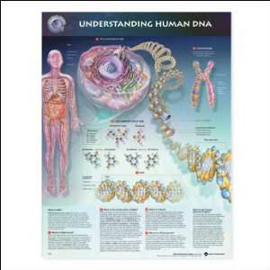 Understanding Human DNA Anatomical Chart 20 X 26 Laminated  
