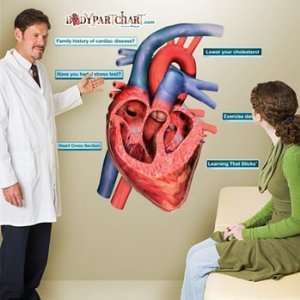  Heart Sticky Anatomy Wall Chart: Health & Personal Care