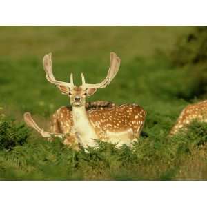 Fallow Deer, Buck in Velvet, UK Photos To Go Collection Photographic 