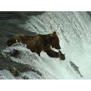 Grizzly Bear Fishes in the Middle of a Waterfall National Geographic 