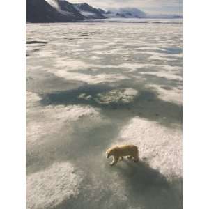  A Polar Bear Walks Across the Pack Ice of Svalbard Archipelago 