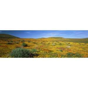  in a Poppy Reserve, Antelope Valley, Mojave Desert, California 