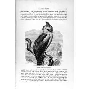  GUIANAN HARPY EAGLE BIRD PREY NATURAL HISTORY 1895: Home 