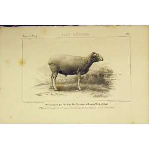  Race Merinos Sheep 1853 French Lithograph Old Print: Home 