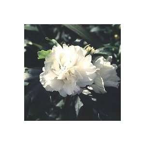  5 Double White Rose of Sharon 1 2 bareroot bush: Patio 